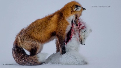 MÉDICO CANADIANO VENCE PRESTIGIOSO CONCURSO DE FOTOGRAFIA