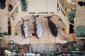 ORGANIZAÇÃO SEA SHEPHERD ALERTA JAPÃO CONTRA O RECOMEÇO DA CAÇA A BALEIA