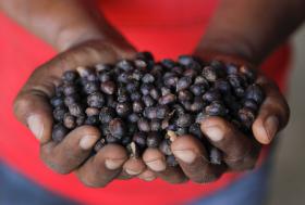 ANGOLA VAI APOSTAR NO CAFÉ COMO PRODUTO DE EXPORTAÇÃO NO MERCADO INTERNACIONAL