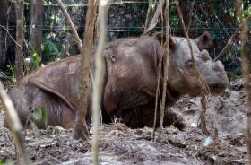 VIETNAMITA DETIDA EM MAPUTO COM PEÇAS DE CORNOS DE RINOCERONTE E GARRAS DE LEÃO