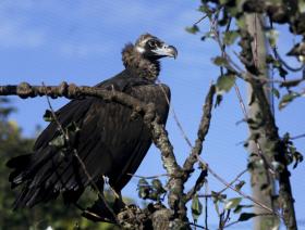 FALTA DE ALIMENTO PROVOCA A MAIOR CONCENTRAÇÃO DE SEMPRE DE ABUTRES NO TEJO INTERNACIONAL
