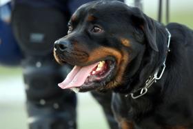 DONOS DE CÃO ‘ROTTWEILER’ QUE ATACOU CRIANÇA EM VILA DO CONDE VÃO A JULGAMENTO