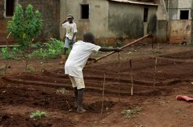 MILHARES DE JOVENS ENCONTRAM NA AGRICULTURA ALTERNATIVA AO DESEMPREGO NO CENTRO DE MOÇAMBIQUE