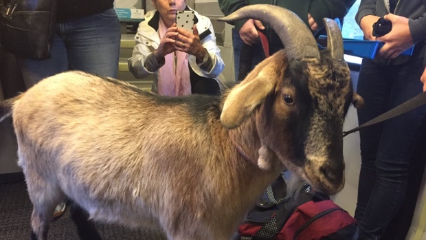 O bode Turbo embarcou num comboio GO na estação de Port Credit, na manhã de quinta-feira. (@ turbo_goat/Twitter)