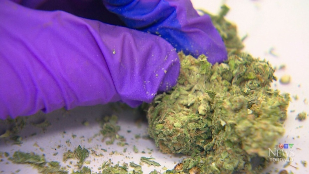 SINDICATO DIZ QUE MARIJUANA LEGALIZADA DEVE SER VENDIDA ATRAVÉS DO LCBO