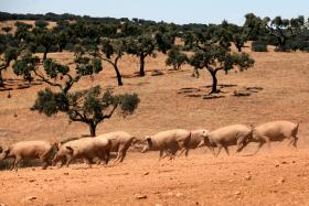 MINISTRO DA AGRICULTURA CRIA GABINETE DE CRISE PARA ACOMPANHAR LEITE E SUINICULTURA