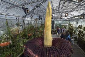 FLORESCE NA AUSTRÁLIA UMA ESTRANHA FLOR DE QUASE DOIS METROS E COM CHEIRO A CADÁVER