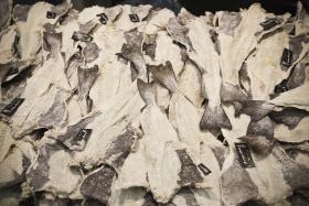 EXPORTAÇÕES DE BACALHAU DEVEM REPETIR ESTE ANO NÍVEIS RECORDE DE 2014