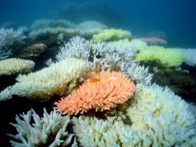 AUSTRÁLIA APROVA EXPANSÃO DE PORTO DE CARVÃO PERTO DA GRANDE BARREIRA DE CORAL