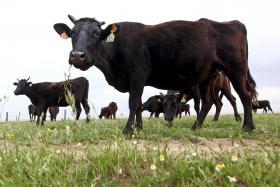 CLIMA: REDUÇÃO DE EMISSÕES NA AGRICULTURA E RESÍDUOS AINDA ABAIXO DA META PARA 2020