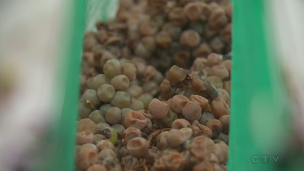 TEMPO QUENTE PROBLEMÁTICO PARA AS VINÍCOLAS DE GELO DO QUEBEC