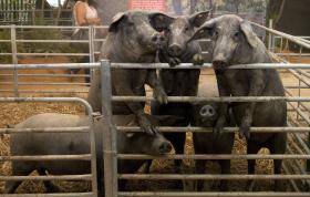 SUINICULTORES REGRESSAM HOJE À LUTA PELO CUMPRIMENTO DA LEI NA CARNE DE PORCO