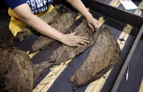 GNR APREENDE MAIS DE 182 TONELADAS DE FOLHAS DE TABACO, A MAIOR NA EUROPA