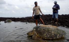 ABATE DE TARTARUGAS EM PRAIAS NO NORTE DE ANGOLA PREOCUPA AS AUTORIDADES