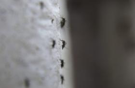 ZIKA: OMS VAI CONVOCAR COMISSÃO DE EMERGÊNCIA SOBRE VÍRUS