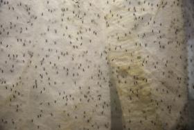 GUATEMALA CONFIRMA 105 CASOS DE ZIKA E ADMITE QUE NÚMERO PODE AUMENTAR