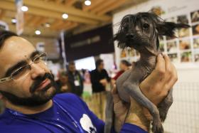 MAIS DE 2.500 ANIMAIS, NOVOS SERVIÇOS E NEGÓCIOS NA 5.ª EDIÇÃO DO PET FESTIVAL