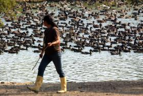 PORTUGAL NÃO TEM GRIPE DAS AVES E NÃO EXISTE RISCO PARA AS PESSOAS – TUTELA
