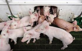 SUINICULTORES PROTESTAM CONTRA ROTULAGEM DA CARNE DE PORCO PELO PINGO DOCE, GRUPO DIZ CUMPRIR A LEI