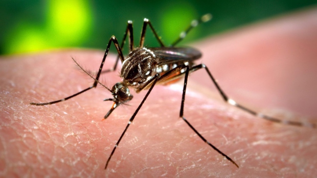 Nesta foto de 18 de janeiro, 2016, um investigador segura um recipiente com mosquitos fêmea Aedes aegypti no Instituto de Ciências Biomédicas na Universidade de São Paulo, em São Paulo, Brasil. (AP / Andre Penner)
