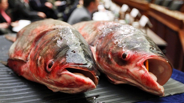 Se a carpa asiática tomar conta do Lake Erie, isso poderá traduzir-se em sérios problemas para a pesca desportiva. (Associated Press) Se a carpa asiática tomar conta do Lake Erie, isso poderá traduzir-se em sérios problemas para a pesca desportiva. (Associated Press)