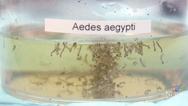 AMEAÇA DO ZIKA LEVA AUTORIDADES CANADIANAS A PONDERAR RESTRIÇÕES DE DOAÇÃO DE SANGUE