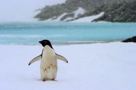 ANTÁRTIDA: 150 MIL PINGUINS-DE-ADÉLIA AMEAÇADOS POR UM ICEBERGUE