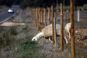 AGRICULTORES DO ALENTEJO PREOCUPADOS COM ROUBO DE GADO, GNR REFORÇA POLICIAMENTO