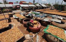 INSTABILIDADE POLÍTICA AMEAÇA CAMPANHA DE CAJU NA GUINÉ-BISSAU – CÂMARA DE COMÉRCIO