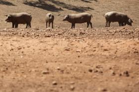 SUINICULTORES IMPEDEM ENTRADA DE PORCOS ESPANHÓIS EM FÁBRICA NACIONAL