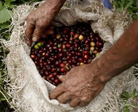 EXPORTAÇÕES DE CAFÉ AUMENTAM 11% EM 2015 E BATEM RECORDE DE 10 ANOS