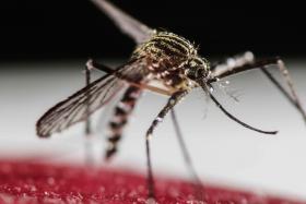 CIENTISTAS QUEREM INFETAR MOSQUITO QUE TRANSMITE ZIKA COM BACTÉRIA