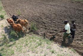 REINO UNIDO DESEMBOLSA 14 MILHÕES DE EUROS PARA COMBATER “EL NIÑO” EM MOÇAMBIQUE