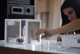 INVESTIGADORES PROVAM PELA PRIMEIRA VEZ RELAÇÃO ENTRE O VÍRUS ZIKA E MICROCEFALIA