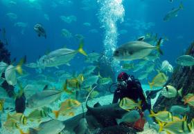 OCEANÁRIO DE LISBOA JÁ TEVE 20 MILHÕES DE VISITANTES