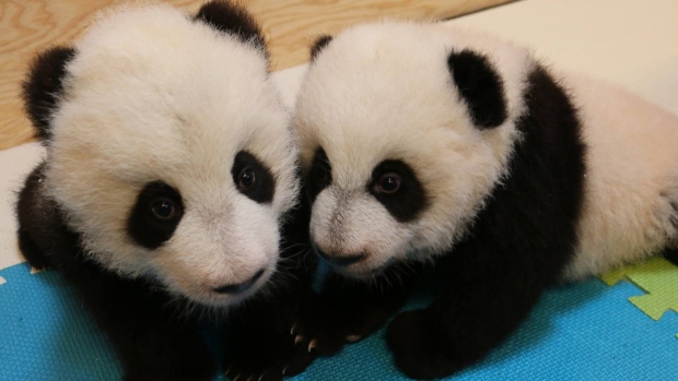 Os filhotes de panda do Jardim Zoológico de Toronto são mostrados numa foto divulgada em 05 de fevereiro de 2016