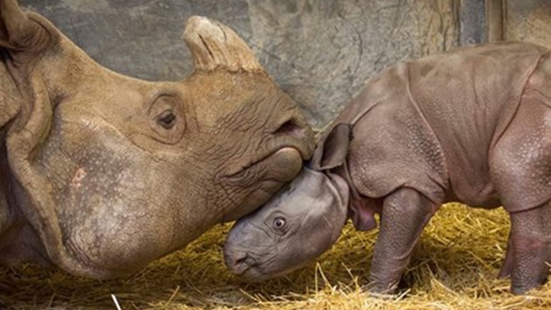 Esta foto fornecida pelo jardim zoológico de Toronto mostra Ashakiran, um rinoceronte indiano de 11 anos de idade, e uma cria macho recém-nascida.
