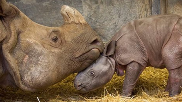 rhino Esta foto fornecida pelo jardim zoológico de Toronto mostra Ashakiran, um rinoceronte indiano de 11 anos de idade, e uma cria macho recém-nascida.