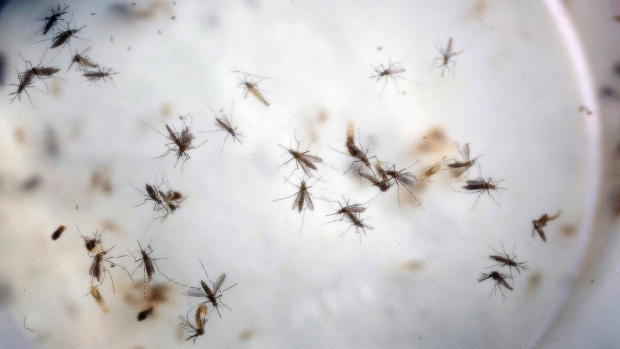 Nesta foto de arquivo de 11 de fevereiro de 2016, mosquitos Aedes aegypti flutuam numa gaiola mosquito num laboratório em Cucuta, Colômbia. (The Canadian Press / AP-Ricardo Mazalan)