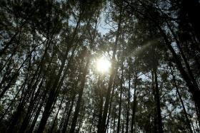 QUERCUS E FNAPF ALERTAM PARA AMEÇAS À FLORESTA PORTUGUESA NO DIA INTERNACIONAL DAS FLORESTAS