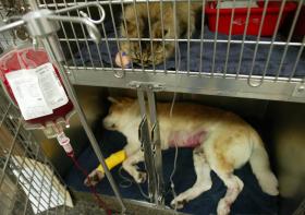 OE2016: APROVADA PROPOSTA DO PAN PARA DEDUZIR IVA DE DESPESAS VETERINÁRIAS EM IRS