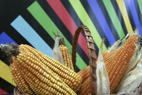 ÁREA DE MILHO GENETICAMENTE MODIFICADO DESCEU 6,2% EM 2015 – APA