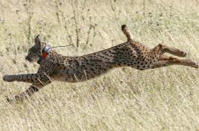 FÊMEA DE LINCE IBÉRICO LIBERTADA EM JANEIRO ENCONTRADA MORTA NO ALENTEJO – ICNF