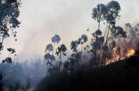 EX-BOMBEIRO ACUSADO DE ATEAR FOGOS CONHECE SENTENÇA DO TRIBUNAL DE COIMBRA
