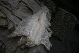 GNR APREENDE MAIS DE TRÊS TONELADAS DE BACALHAU EM EMPRESA DE ÍLHAVO