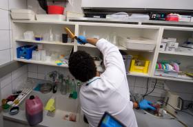 CIENTISTAS DESENVOLVEM MODELO DE RATO PARA TESTAR FÁRMACOS CONTRA O VÍRUS ZIKA