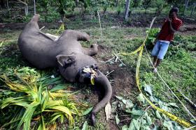 NÚMERO DE ELEFANTES EM ÁFRICA CONTINUA A DIMINUIR DEVIDO À CAÇA FURTIVA