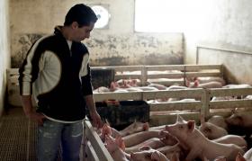 PREÇOS PAGOS A SUINICULTORES CAÍRAM 13,3% EM 2015, A 2.ª MAIOR DESCIDA EM 15 ANOS