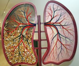 DOENÇAS RESPIRATÓRIAS MATAM MAIS DE 30 PESSOAS POR DIA, MAS MORTALIDADE DECAI – DGS