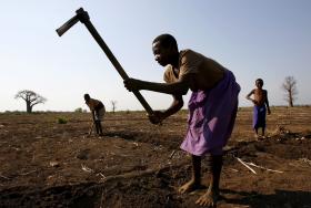 PRIMEIRA ÉPOCA DA CAMPANHA AGRÍCOLA DADA COMO PERDIDA NO SUL DE MOÇAMBIQUE